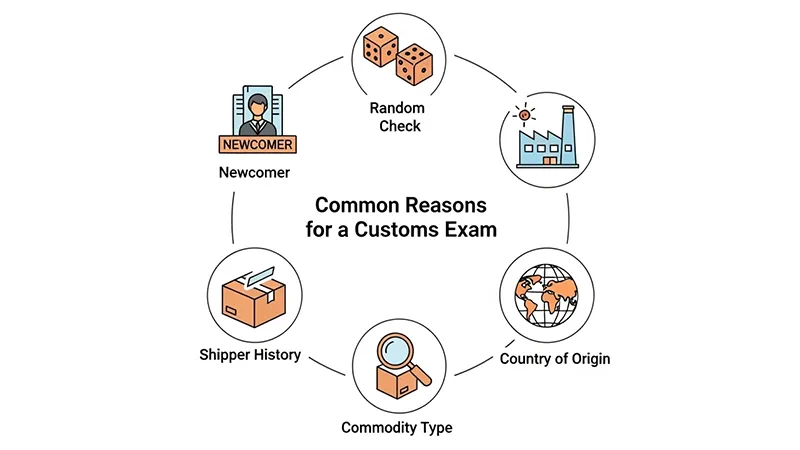 U.S. Customs Holds and Exams: A Complete Guide for Importers